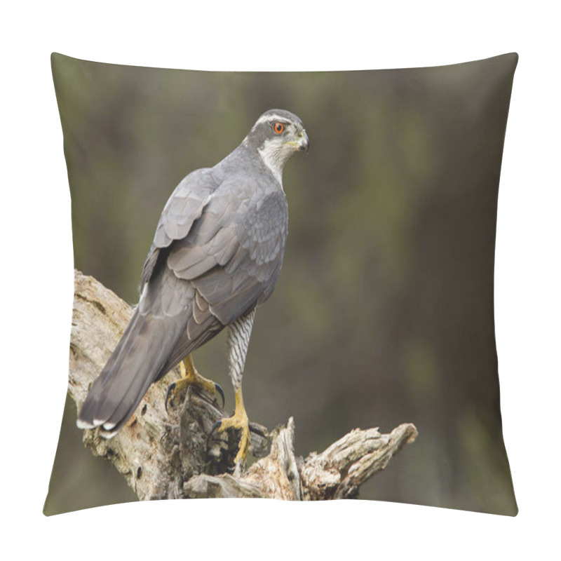 Personality  Adult Male Of Northern Goshawk. Accipiter Gentilis. Pillow Covers