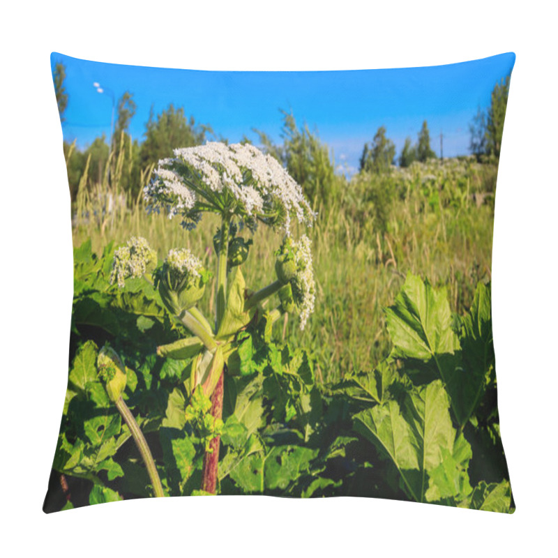 Personality  Sosnowsky's Hogweed (Heracleum Sosnowskyi) Is A Dangerous Herbaceous Flowering Plant. All Parts Of Plant Contain The Intense Toxic Allergen Furanocoumarin Pillow Covers