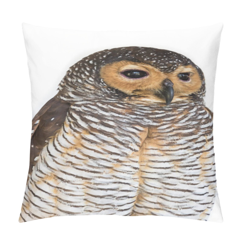 Personality  Portrait Of  Brown Wood Owl Bird From Thailand Pillow Covers