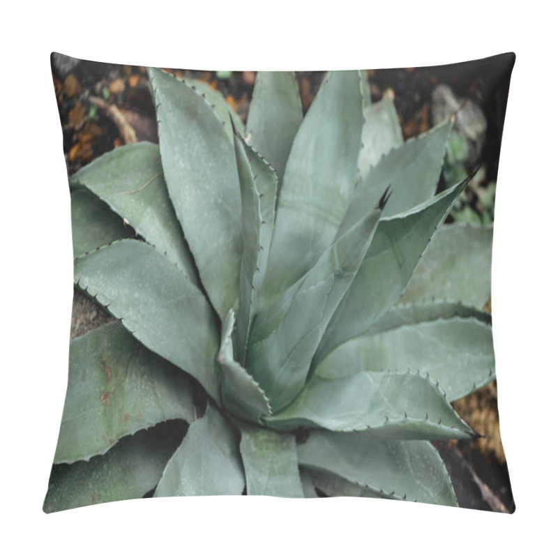 Personality  Green Prickly Leaves Of Tropical Succulent In Garden Pillow Covers