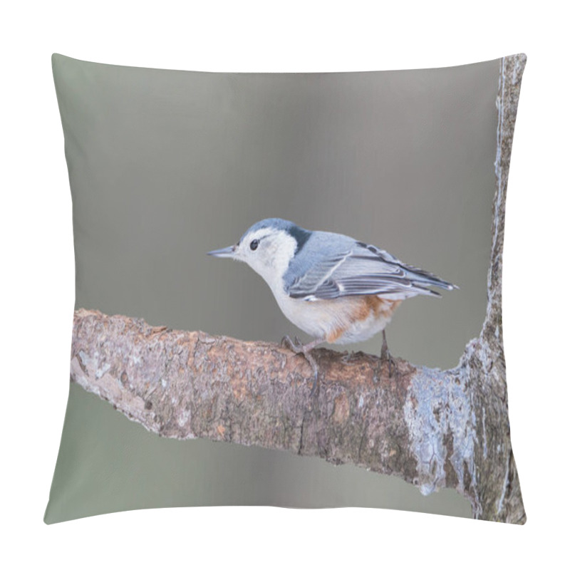 Personality  White-breasted Nuthatch Standing On A Pine Tree Branch Pillow Covers