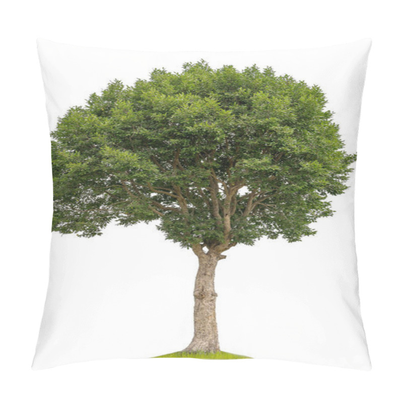 Personality  Cutout Tree For Use As A Raw Material For Editing Work. Isolated Of Big Almond Tree Or Thai 's Name Is Grabok On White Background With Clipping Path. Pillow Covers