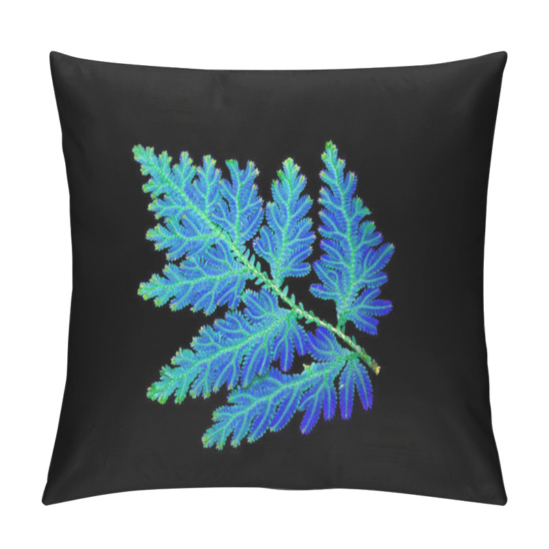 Personality  Peacock Fern Isolated On Black Background. Selaginella Willdenowii Is A Species Of Spikemoss Known By The Common Names Willdenow's Spikemoss And Peacock Fern Due To Its Iridescent Blue Leaves Pillow Covers