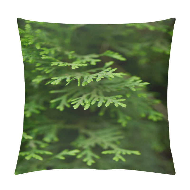 Personality  Close-up View Of Beautiful Green Juniper Branches, Selective Focus Pillow Covers