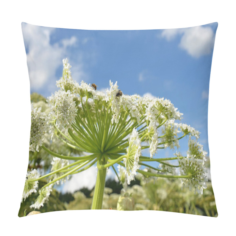 Personality  Giant Hogweed Detail Of White Flower Pillow Covers