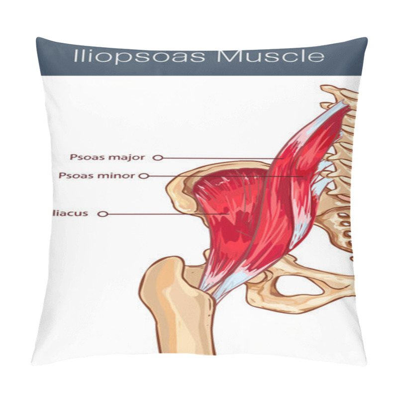 Personality   Vector Illustration Of A Iliopsoas Muscle Pillow Covers