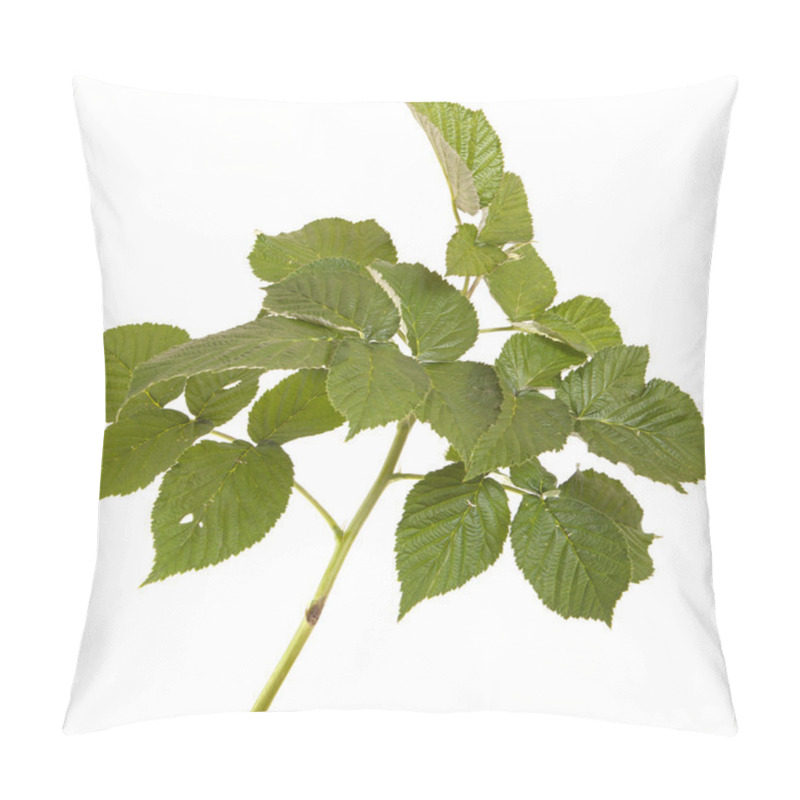 Personality  Green Raspberry Leaves. Isolated On White Background Pillow Covers