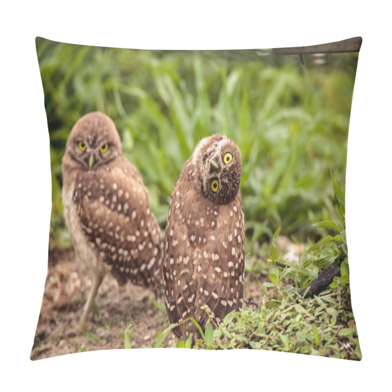 Personality  Funny Burrowing Owl Athene Cunicularia Tilts Its Head Outside Its Burrow On Marco Island, Florida Pillow Covers