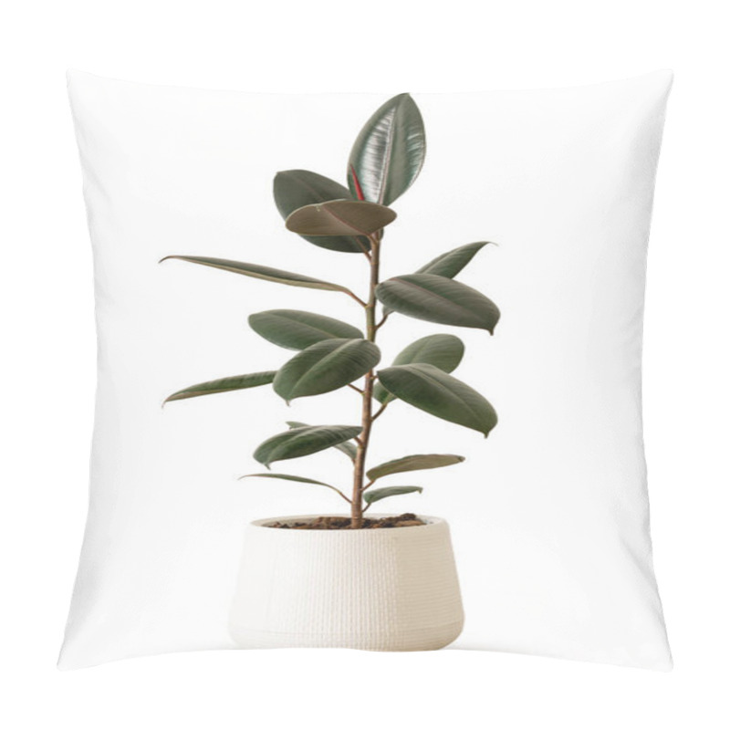 Personality  Indoor Plant Ficus Rubber Tree In White Plastic Pot Isolated On White Background Clipping Path. India Rubber Fig Green Leaves Air Purifier Plant Indoor Minimal Design. Ficus Elastica Black Prince Black Knight. Pillow Covers