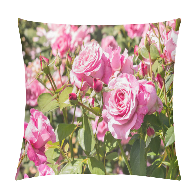 Personality  Closeup Of Pink Double Tea Roses In Bloom With Blurred Background  Pillow Covers