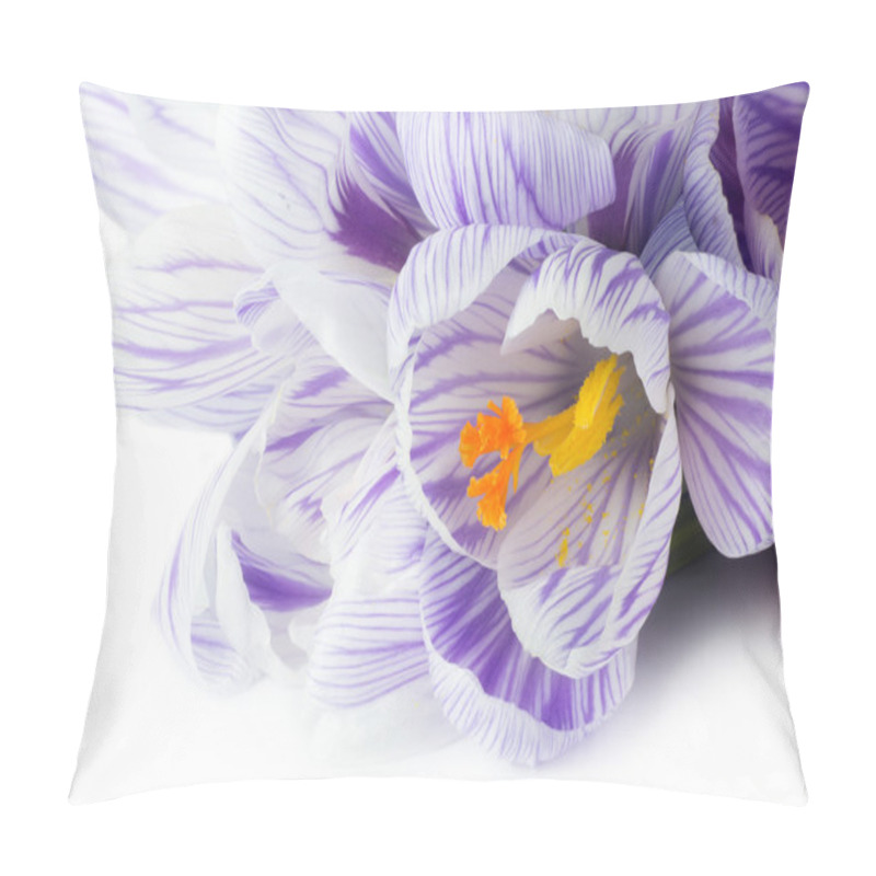 Personality  Spring Flower Crocus Macro On White Background Pillow Covers