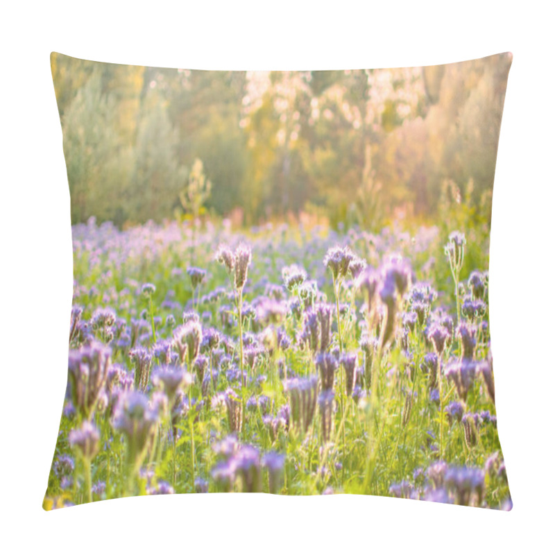 Personality  Blossoming Bee Pasture In The Sunlight. Violet-flowering Phaceli Pillow Covers