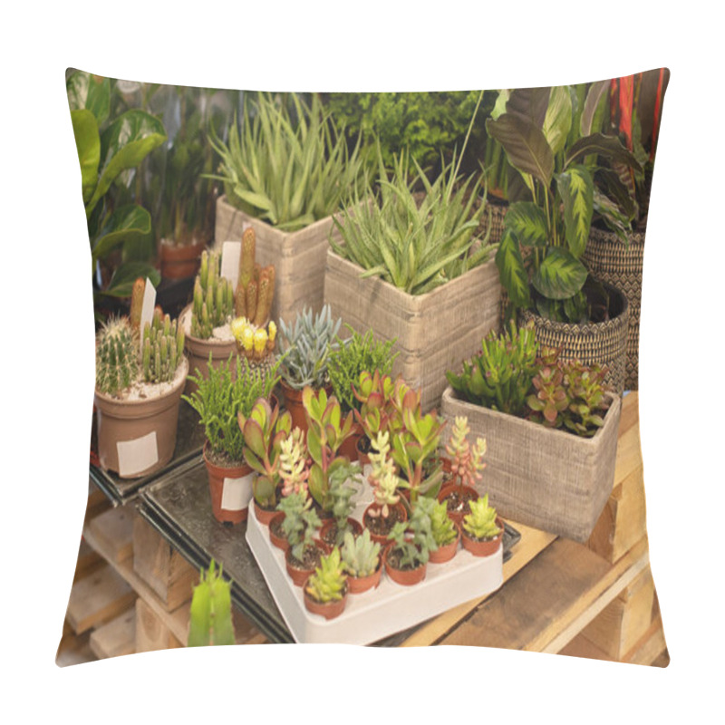 Personality  Houseplants And Ornamental Plants In Pots. Plant Care. Composition Of Home Garden. Mini Garden Of Succulents And Cactus In Pots At Home. Home Gardening Concept. Miniature Succulents Plant In Pots. Pillow Covers