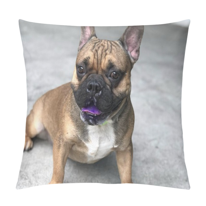 Personality  French Bulldog Puppy Stay Still And Calm On Cement Floor, Cute Dog. Pillow Covers