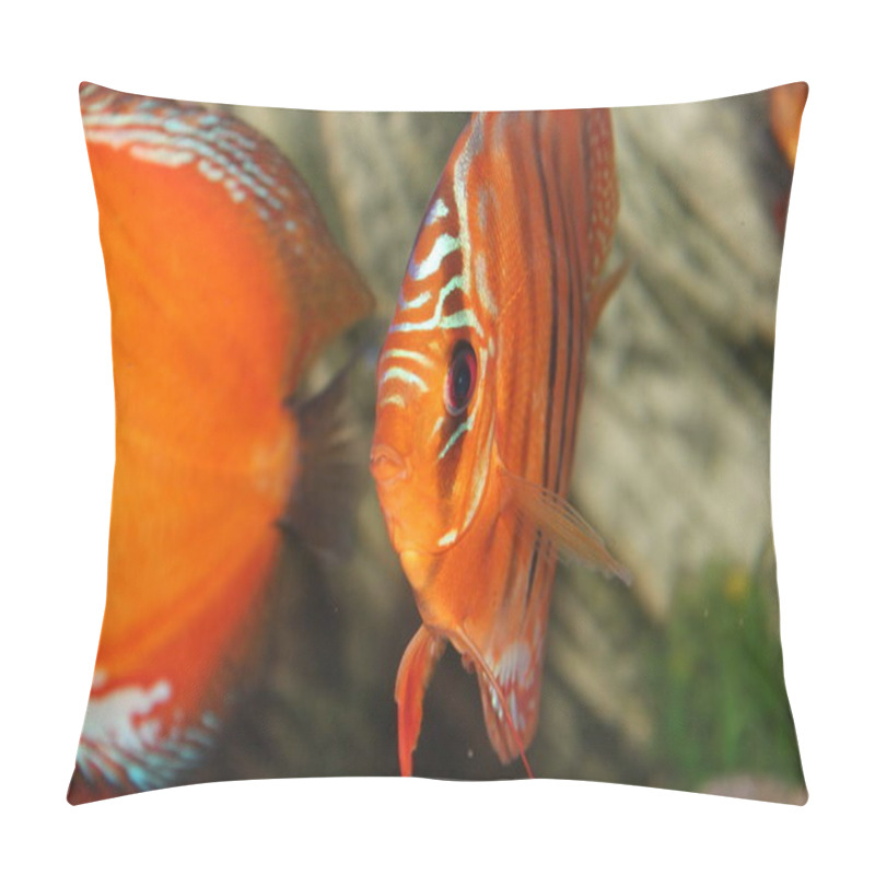 Personality  Round Striped Aquarium Fish Close Up Pillow Covers