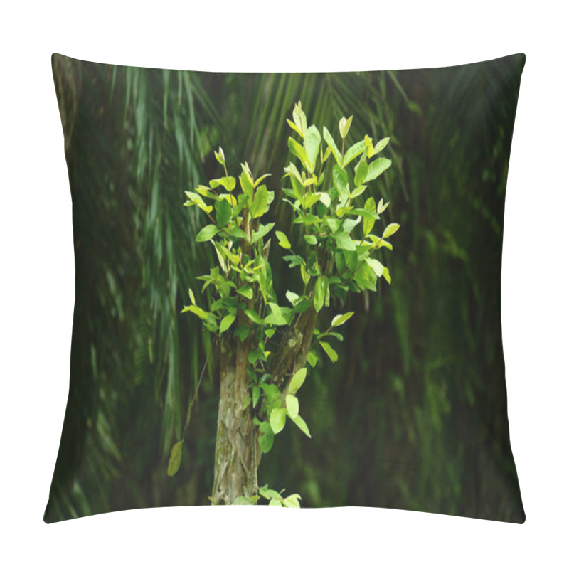 Personality  Guava Leaf Plant With Blurry Background Pillow Covers