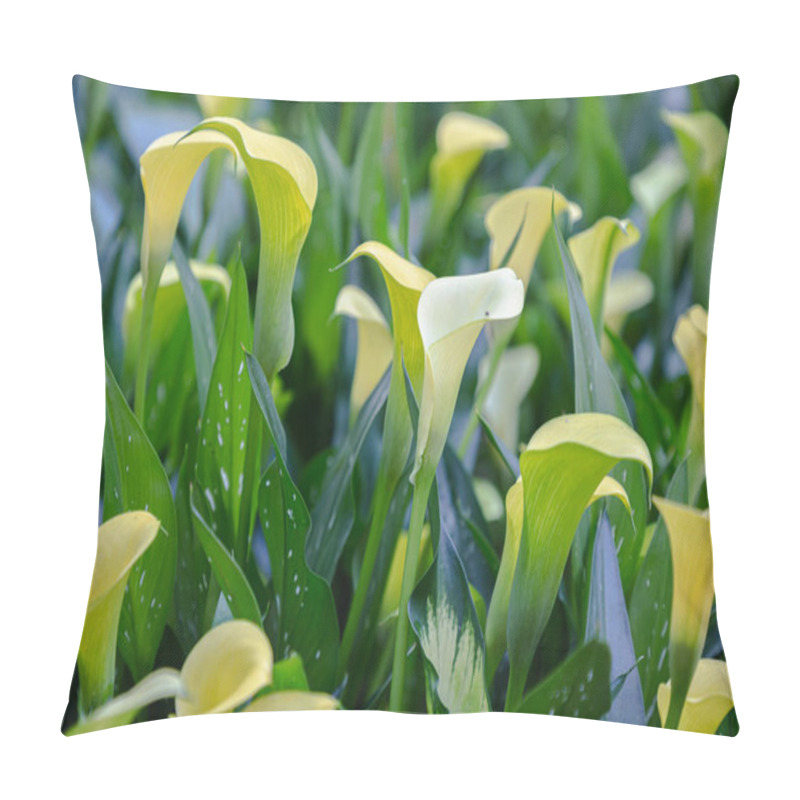 Personality  Bouquet Of Yellow Calla Lilies (zantedeschia) In The Garden. Pillow Covers