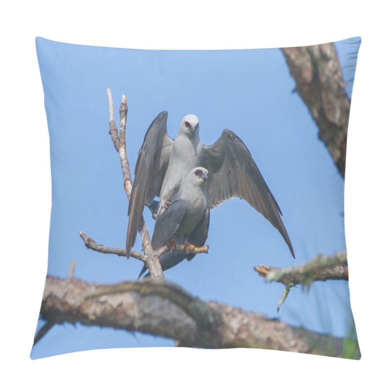 Personality  Male And Female Mississippi Kite Birds Ictinia Mississippiensis Mating On Long Leaf Pine Tree Branch In Florida - Blue Sky Background - Red Eyes Glaring - Ghostly Dracula Appearance Pillow Covers