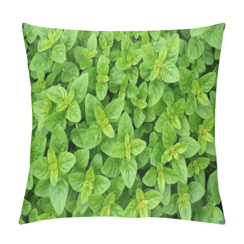 Personality  Fresh Leaves Of Origanum Vulgare Or Wild Marjoram As A Green Background. Spicy-aromatic Herb Growing In A Backyard Garden. Pillow Covers