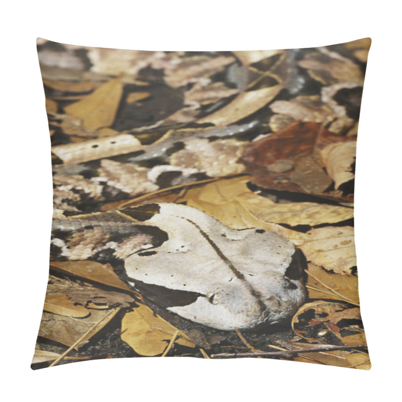 Personality  Gaboon Viper Pillow Covers