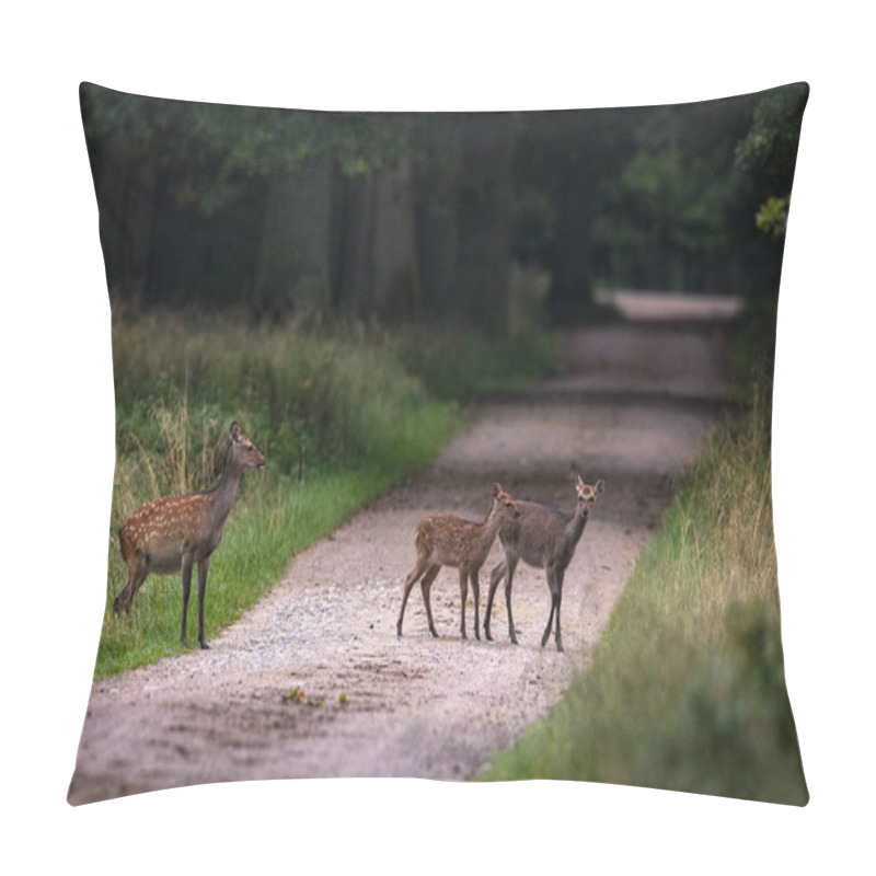 Personality  Female Sika Deer With Two Fawns Crossing The Road In A Forest In Denmark Pillow Covers