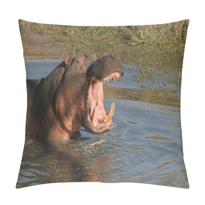 Personality  A Closeup Of A Hippo (Hippopotamus Amphibius) In A Pond In Sabi Sands, South Africa With An Open Mouth Pillow Covers