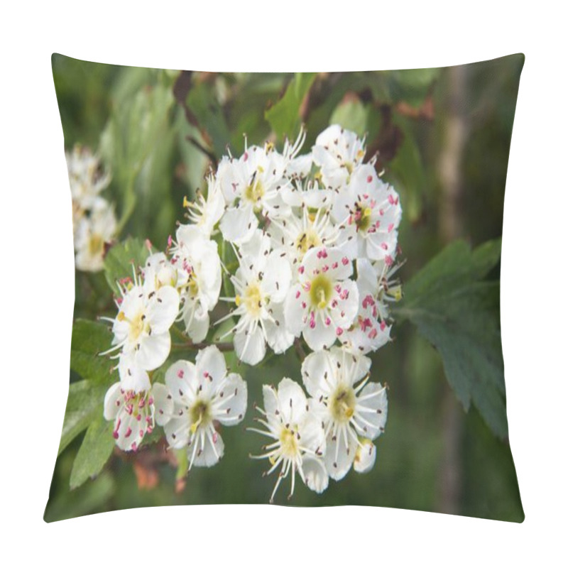 Personality  White Flowers Of Crataegus Monogyna, Common Hawthorn, Oneseed Hawthorn Pillow Covers