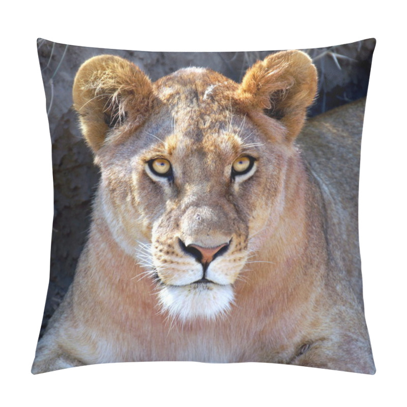 Personality  Portrait Of A Female Lion Pillow Covers