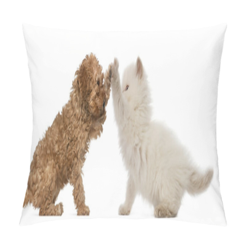 Personality  Poodle Puppy And British Longhair Kitten High Fiving Against White Background Pillow Covers