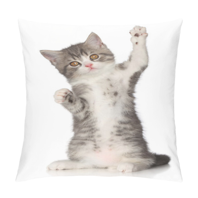 Personality  Scotish Straight Kitten Pillow Covers