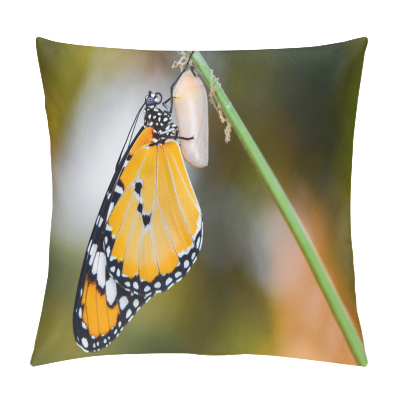 Personality  Amazing Moment ,Monarch Butterfly Emerging From Its Chrysalis Pillow Covers