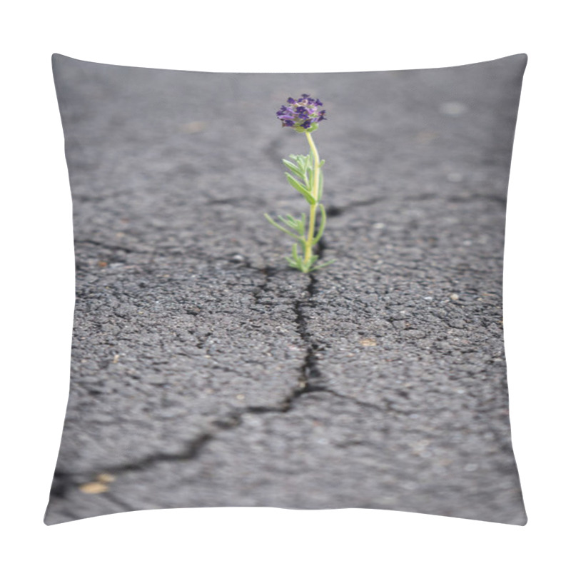 Personality  Beautifully Resilient Flower Growing Out Of Crack In Ground   Pillow Covers