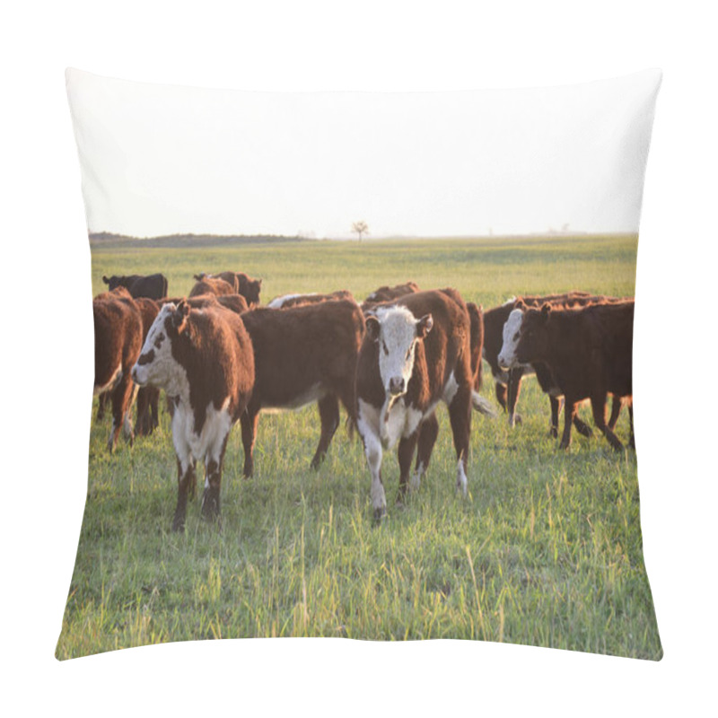 Personality  Livestock, Argentine Meat Production In Buenos Aires Countryside Pillow Covers