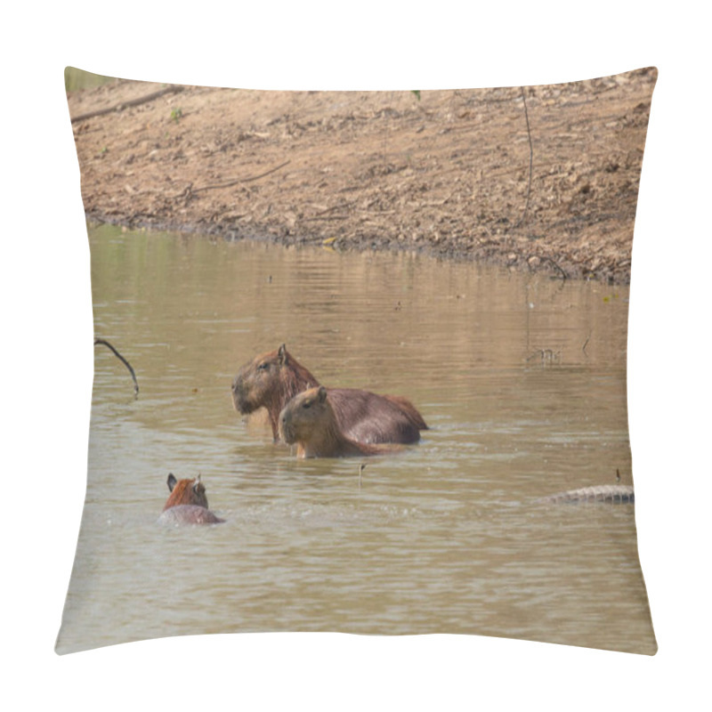 Personality  Capybara Family Group Or Herd Near Waterhole In The Pantanal Brazil. Pillow Covers