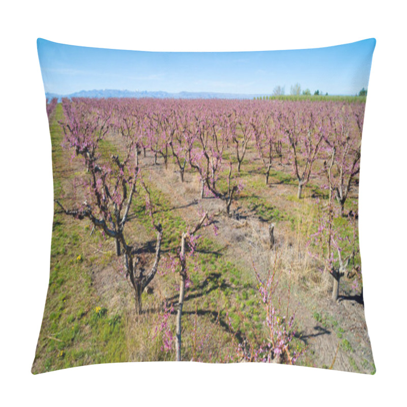 Personality  Pink Flowering Trees On An Orchard All Planted In Rows In The Li Pillow Covers