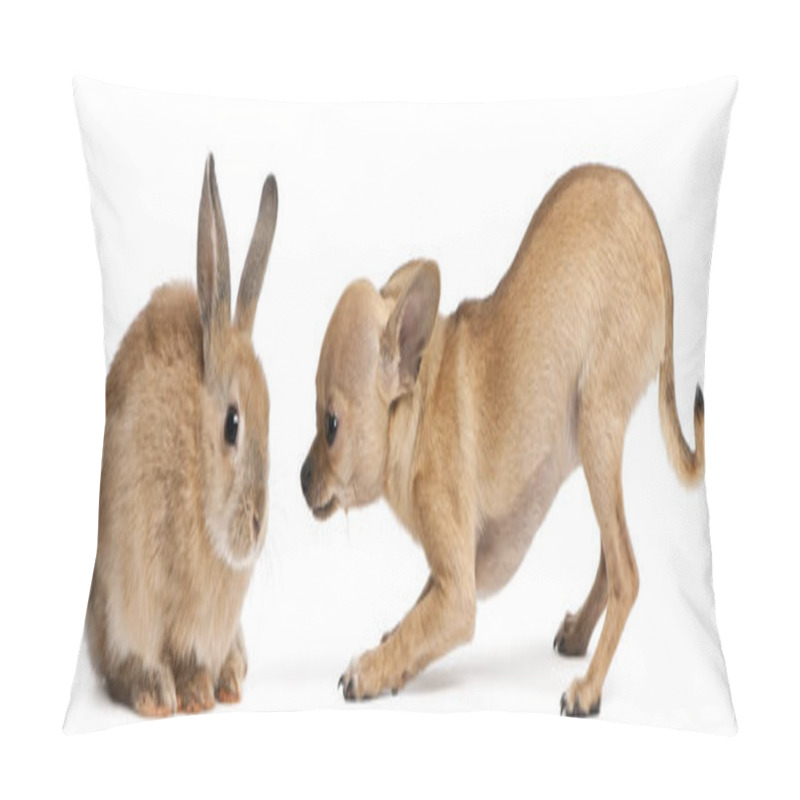 Personality  Chihuahua Puppy Playing With Rabbit In Front Of White Background Pillow Covers