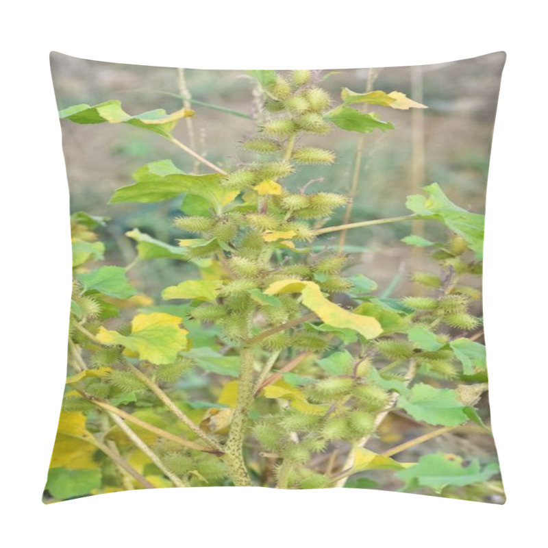 Personality  Photos Of Thorny Plants That Grow Spontaneously In Nature. Pillow Covers