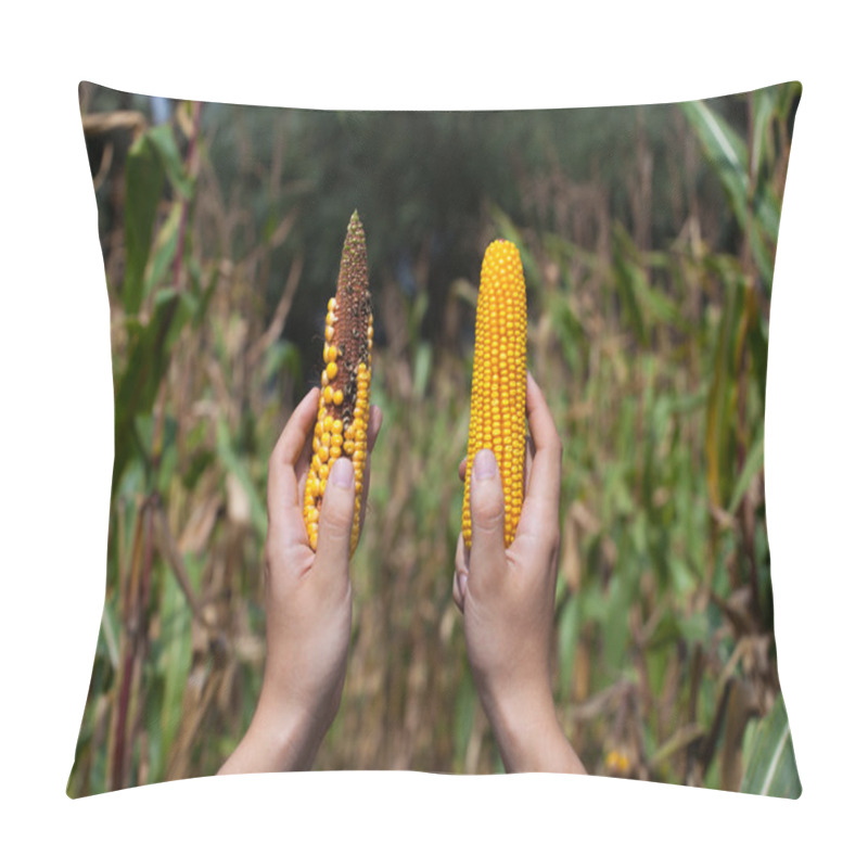 Personality  Farmer Holding Two Mature Corn Cob. On The Right Side Of Healthy, Sick From Left, Moldy, Spoiled. Collect Corn Crop. Pillow Covers