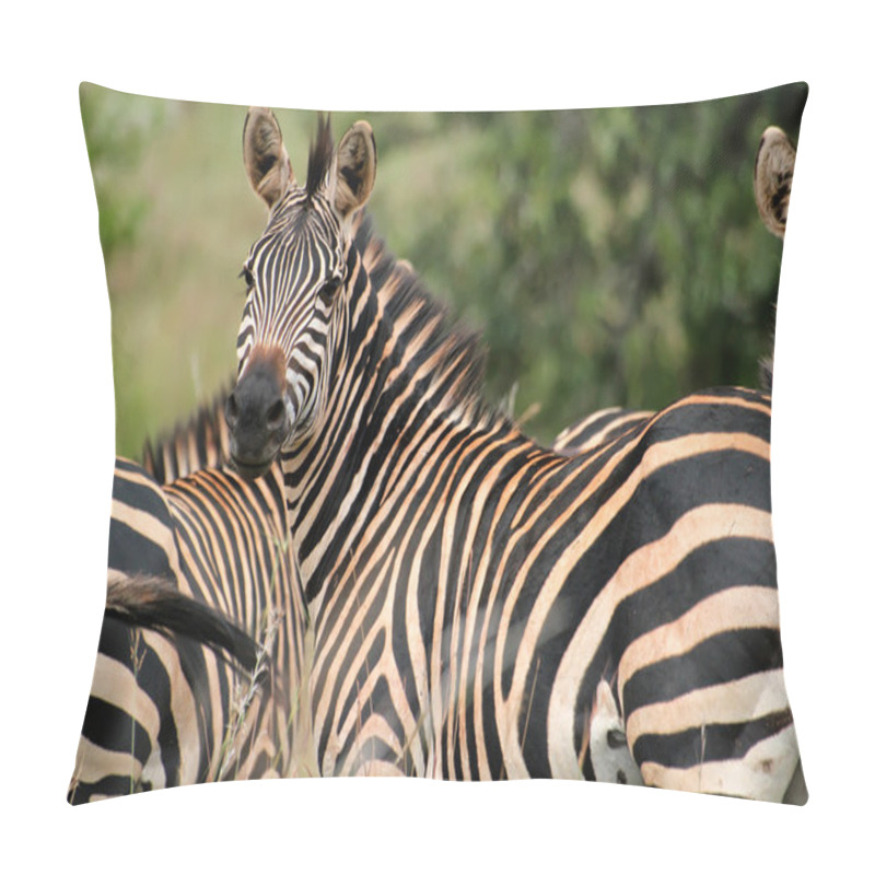 Personality  Zebra From Akagera National Park In Rwanda Pillow Covers