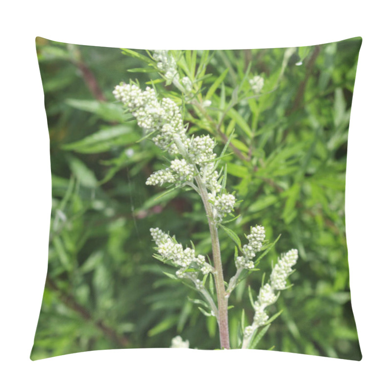 Personality  Artemisia Vulgaris, Also Known As Common Mugwort, Riverside Wormwood, Felon Herb, Chrysanthemum Weed, Wild Wormwood. Blooming In Spring Pillow Covers