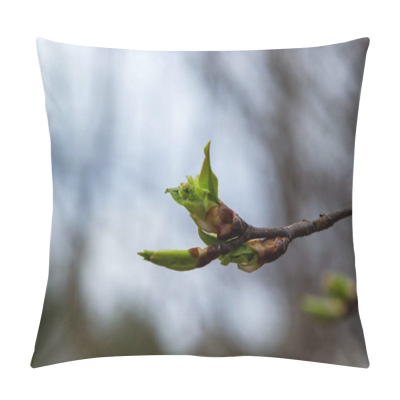 Personality  Budding Buds On A Tree Branch In Early Spring Macro. Early Spring, A Twig On A Blurred Background. The First Spring Greens. Pillow Covers