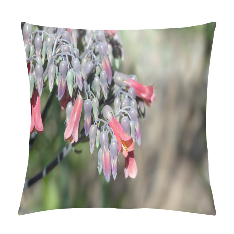 Personality  Alligator Plant Flowering In Arizona Winter Pillow Covers