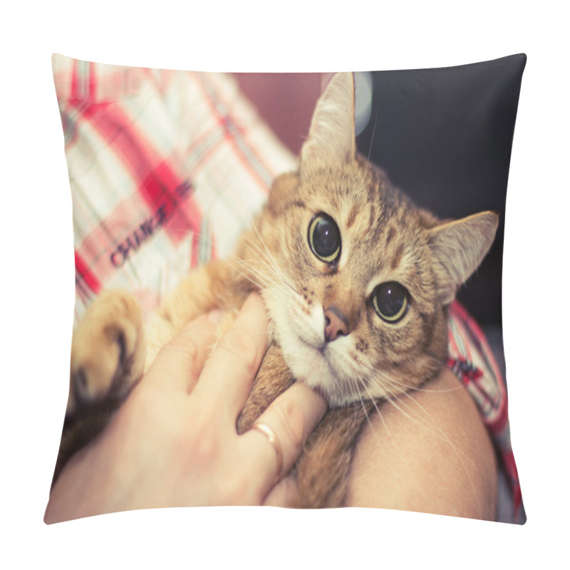 Personality  The Cat In The Hands Of The Boss Pillow Covers