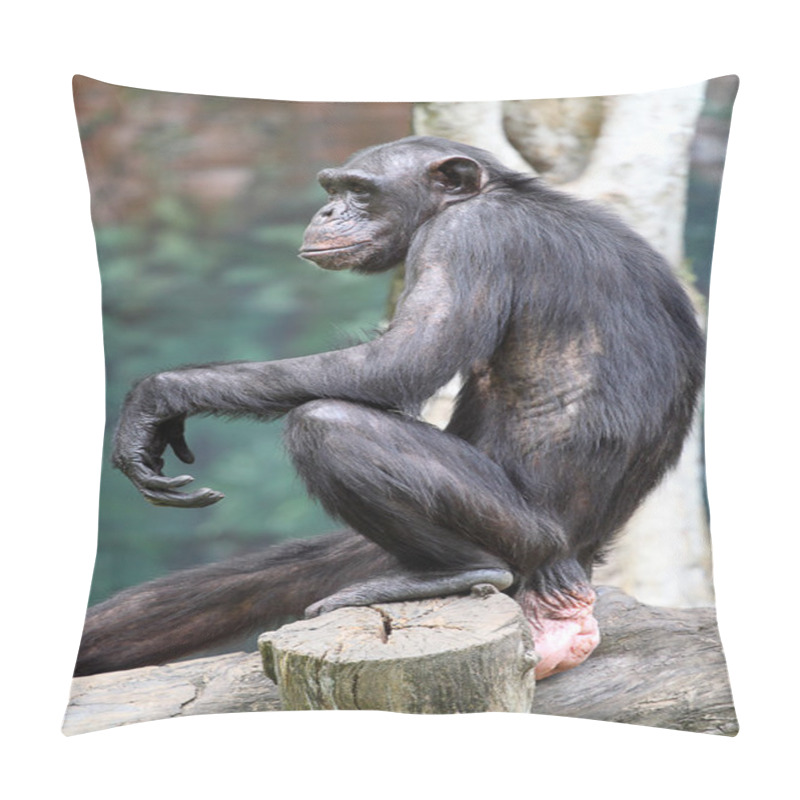 Personality  Stock Image Of Chimpanzee Pillow Covers