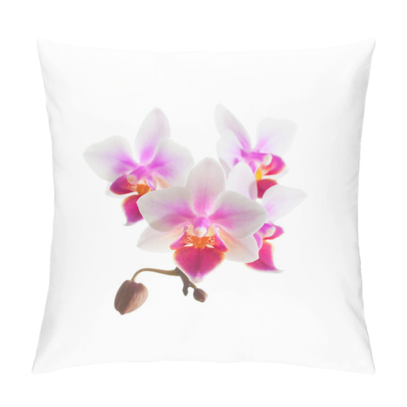 Personality  White Purple Phalaenopsis Orchid Flowers, Close Up Pillow Covers