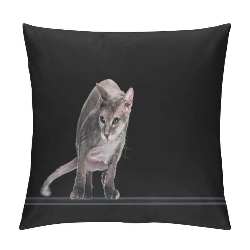 Personality  Domestic Grey Sphynx Cat Moving And Looking Away Isolated On Black Pillow Covers