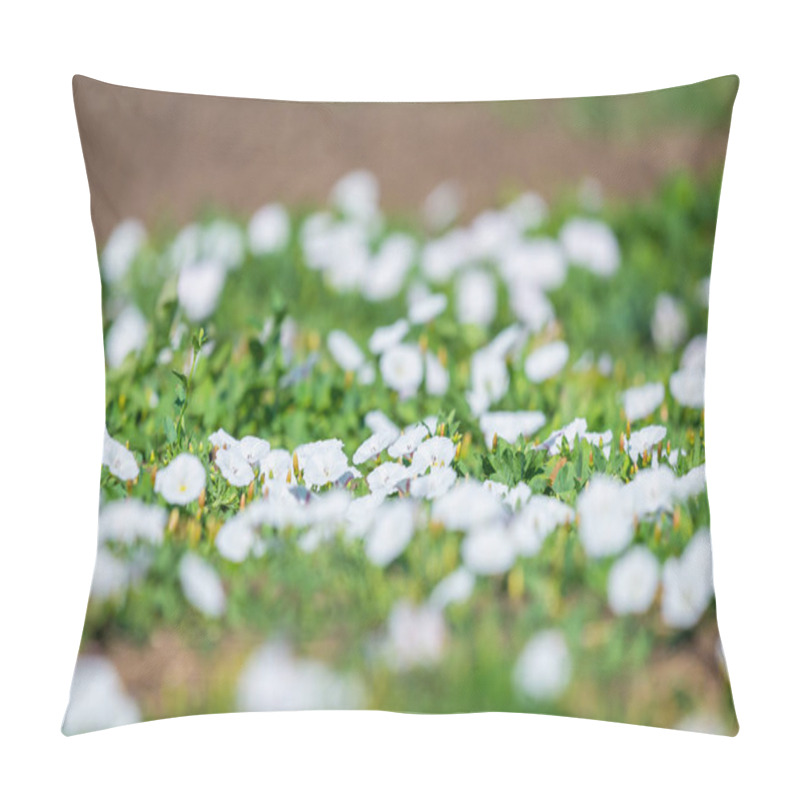 Personality  Flowering Field Bindweed Or Convolvulus Arvensis. White Flowers Growing Low Amongst Vegetation. Pillow Covers