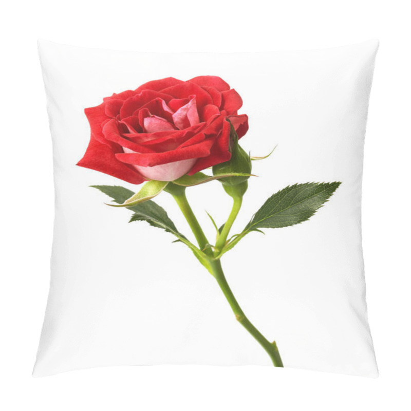 Personality  Red Rose With Leaves And Rose Buds, Blooming Rose Isolated On White Background, With Clipping Path Pillow Covers