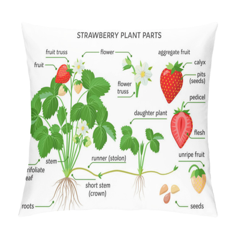 Personality  Strawberry Plant Parts, Botanical Drawings With The Names Of Plant Parts, Morphology. Set Of Vector Illustrations Isolated On White Background In Flat Design. Pillow Covers