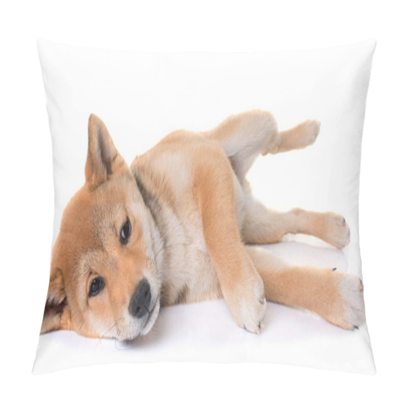 Personality  Young Shiba Inu Pillow Covers